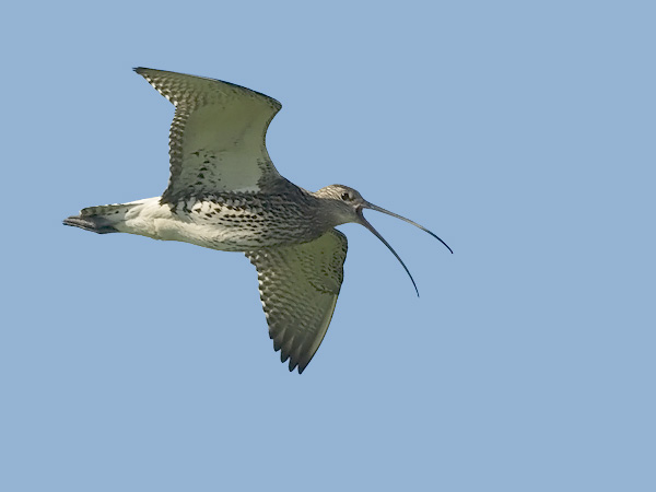Kuovi, Eurasian Curlew, Numenius arquata